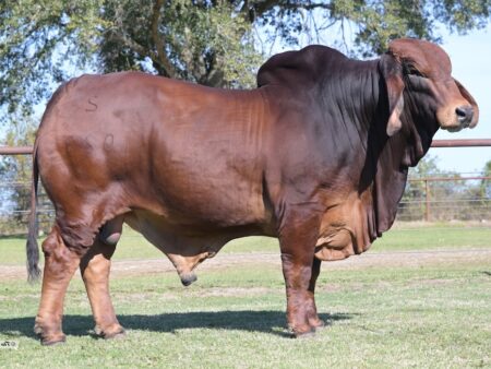 DB SOUTHERN STYLE 2:023 CHAMBORD