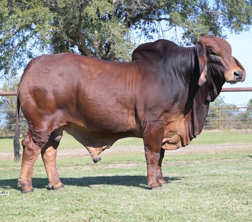 DB SOUTHERN STYLE 2:023 CHAMBORD