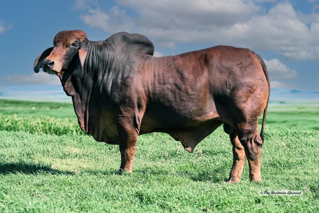 DB SOUTHERN STYLE 2:023 CHAMBORD