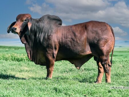 DB SOUTHERN STYLE 2:023 CHAMBORD