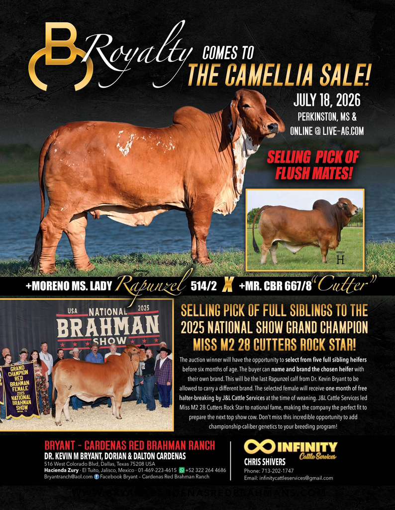 SELLING PICK OF FULL SIBLINGS TO THE 2025 NATIONAL SHOW GRAND CHAMPION MISS M2 28 CUTTERS ROCK STAR!