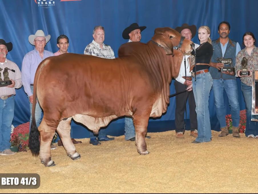 2024 National Reserve Grand Champion Red Brahman Bull