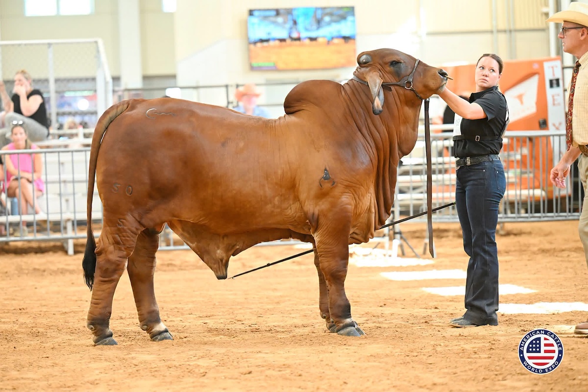 2026 Junior Yearling Ghanpion at the American World Expo