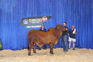 CC BB MR POLLED ROLEX 50/5 2026 RESERVE JUNIOR YEARLING CHAMPION AT TENNESSEE STATE FAIR